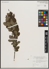Foto von Salix aurita L.